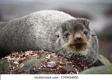 A Magnificent Portrait Of A Seal On The Coastal Rocks Of The Pacific Ocean. Close-up Of A Resting Animal. Not Afraid Of People. Desert Island Yankicha, The Russian Kuril Islands.