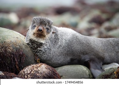 A Magnificent Portrait Of A Seal On The Coastal Rocks Of The Pacific Ocean. Close-up Of A Resting Animal. Not Afraid Of People. Desert Island Yankicha, The Russian Kuril Islands.