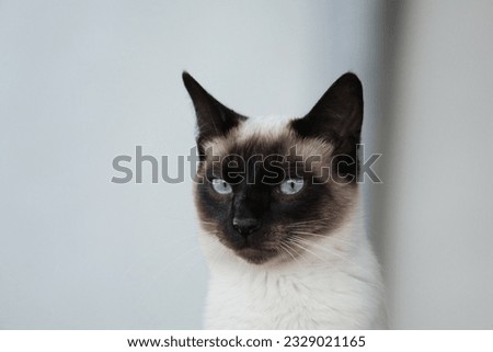 Magnificent portrait of a superb Siamese cat, very soft, excessively tender, but who remains a great adventurer at heart, like his congeners