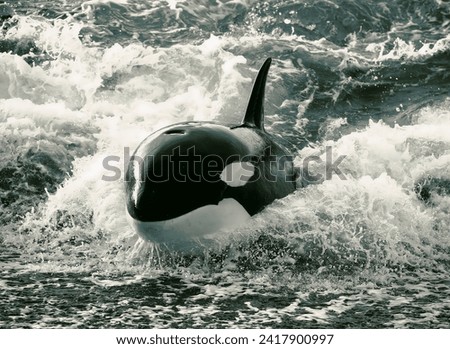 A magnificent powerful killer whale orca elegantly dissects the waves of the sea in close-up