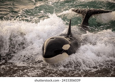 Un magnífico y despiadado y despiadado tiburón ballena diseca la superficie del mar con gran velocidad y pulveriza de cerca