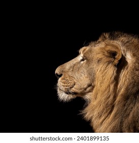 Magnificent proud and wise lion in profile on a dark background close-up - Powered by Shutterstock