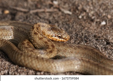 A Magnificent Rare Smooth Snake, Coronella Austriaca, Coiled Up In Heathland In The UK.