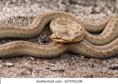 A Magnificent Rare Smooth Snake, Coronella Austriaca, Coiled Up In Heathland In The UK.