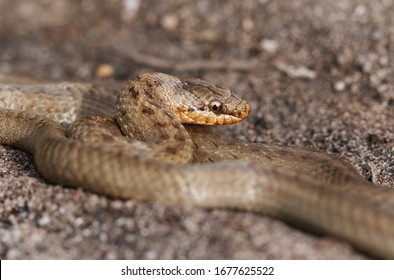 A Magnificent Rare Smooth Snake, Coronella Austriaca, Coiled Up In Heathland In The UK.