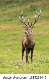 10 031件の 鹿 正面 の画像 写真素材 ベクター画像 Shutterstock