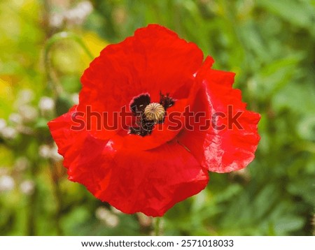 Similar – Image, Stock Photo poppy seed capsules Flower