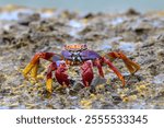 Magnificent Red Rock Crab(Grapsus Grapsus) on the Canarian Island Tenerife  looking right into the camera. This crab lives among the rocks at the often turbulent, windy shore