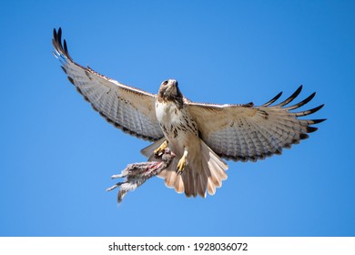 A magnificent red tail hawk taking off with its fresh kill, a squirrel, grasped firmly in its talons.  This hawk is often called a chicken hawk.