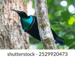 The Magnificent Riflebird relatively common species throughout its range, it is evaluated as a species of Least Concern on the IUCN Red List of Threatened Species.