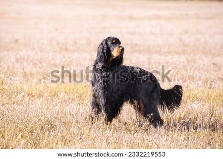 Magnificent Scottish Gordon Setter standing against the background of an autumn meadow in a hunting stance