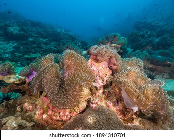 Magnificent Sea Anemones (Mergui Archipelago, Myanmar)