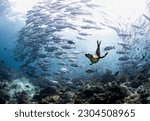 A magnificent sea leopard in the center of a huge flock of frightened fish