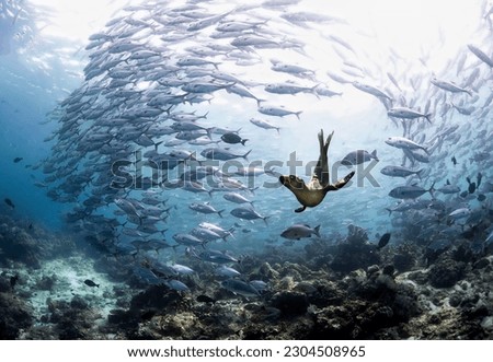 A magnificent sea leopard in the center of a huge flock of frightened fish