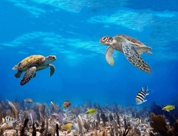 Magnificent Sea Turtles Swim Towards Each Other Over Colorful Fish Swimming Below