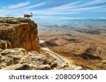 Magnificent Sinai Ibex with long curved horns on a steep cliff. "Makhtesh Ramon" Crater Ramon. Makhtesh Ramon in the Negev Desert declared a Geological Reserve. Israel. 