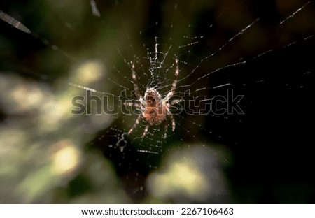 The magnificent spider cross is sitting on its huge lace web in the dark when illuminated