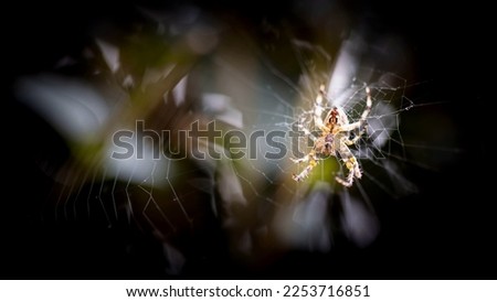 A magnificent spider on a barely noticeable web among the branches of a tree, barely visible in the light of night