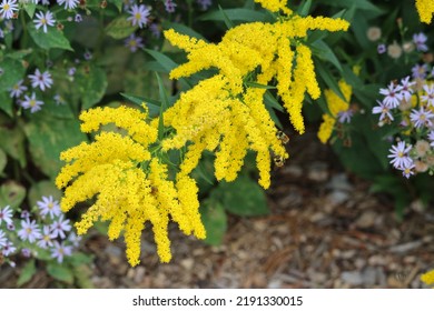 Magnificent Spray Golden Rod Bloom