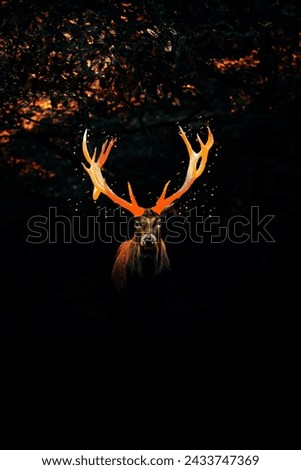 Similar – Image, Stock Photo at king’s Deer Elk Animal