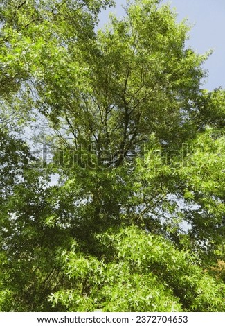 Magnificent tall tree of swamp oak (Quercus palustris) with a straight columnar trunk, a smooth bark, a pyramidal canopy and downbards branches covered of lobed green leaves