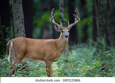 Magnificent ten point whitetail deer buck in a forest.