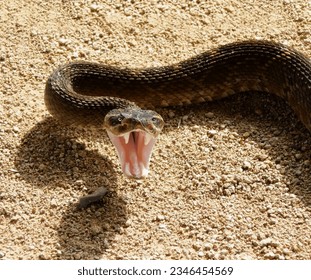 A magnificent tiger snake with its head raised and its mouth open with sharp poisonous teeth sits on the red sandy ground in close-up