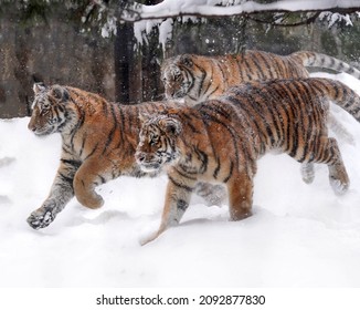 A magnificent trio of mature tigers jumps in the snow on snowdrifts against the background of the forest