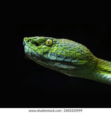 A magnificent venomous green viper warily ominously looks ahead in close-up