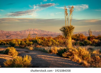 magnificent view the Four Peaks with various desert vegetation in the foreground and long sunset Shadows