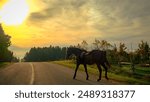 Magnificent view of a horse walking on the road at sunset.