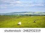 Magnificent views from Balmer Down between Lewes and Falmer on the south downs in east Sussex south east England