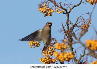 A Magnificent Waxwing (Bombycilla Garrulus) Feeding On Rowan Tree Berries In The UK.