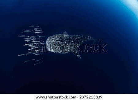 Magnificent whale shark the largest shark with an open mouth pursues a small school of fish