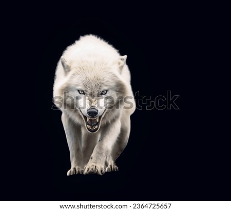 A magnificent white wolf baring its fangs ominously looks ahead close-up