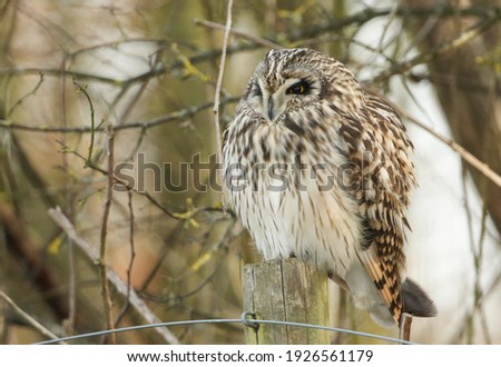 A magnificent wild hunting Short-eared Owl, Asio flammeus, perching on a fence post at the edge of grassland on a cold winters day in the UK.	