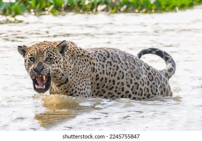 A magnificent wild jaguar standing in a stormy river viciously bared its sharp teeth in close-up - Shutterstock ID 2245755847
