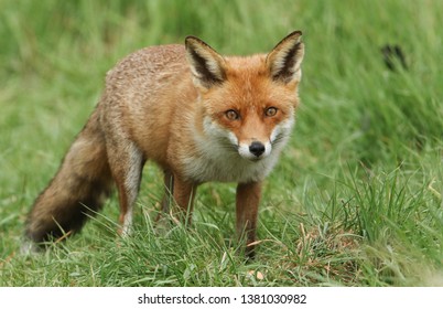 A magnificent wild Red Fox (Vulpes vulpes) hunting for food to eat in the long grass.