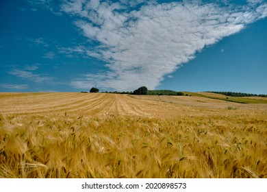 Magnificent Yellow Wheat Berry Agricultural Field Near The Road With Cloudy And Open Sky Background. 