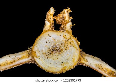 Magnified View Of The Growth Rings On A Small Fish Vertebra With Grains Of Sand Attached