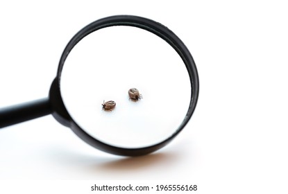 Magnifier Glass And Deer Ticks, Ixodes Scapularis, Isolated On White Background. Dangerous Black Legged Deer Tick, Parasite On Cats And Dogs. Threats To Health.