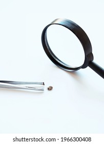 Magnifier Glass, Tweezer And Deer Tick, Ixodes Scapularis, Isolated On White Background. Dangerous Black Legged Deer Tick, Parasite On Cats And Dogs. Threats To Health.