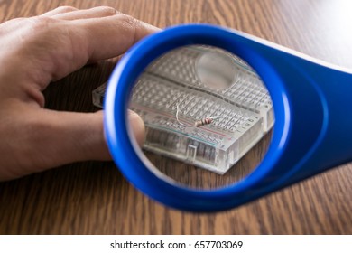 Magnifying glass enlarges a resistor color code on a breadboard