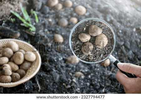 Magnifying glasses in hands with earthstar mushrooms, naturally occurring mushrooms, in round shape from the ground after rains in tropical forests in Southeast Asia, natural mushroom study concept.