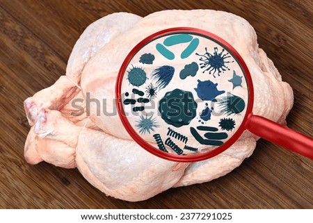 Magnifying lens with simulated germs, viruses, bacteria, food allergy concept. Raw chicken turkey partridge, hen broiler carcass isolated on white background. Meat Chicken body