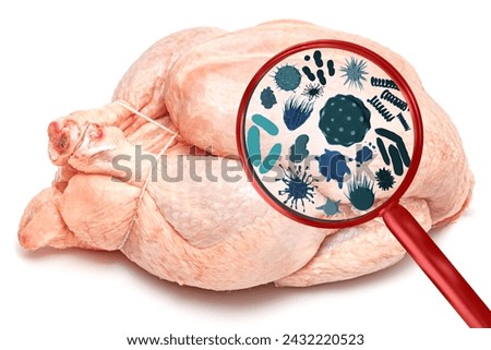 Magnifying lens with simulated germs, viruses, bacteria, food allergy concept. Raw chicken turkey partridge, hen broiler carcass isolated on white background. Meat Chicken body