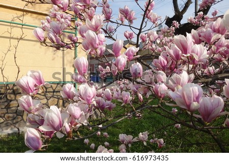 Magnolia.