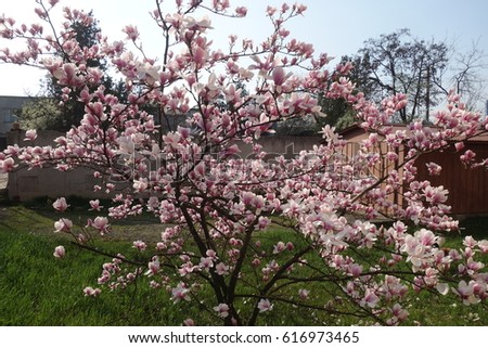 Magnolia.