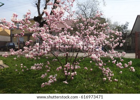 Magnolia.