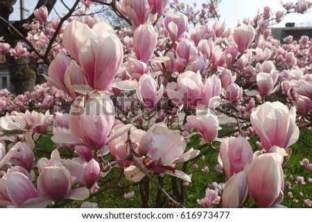 Magnolia.
